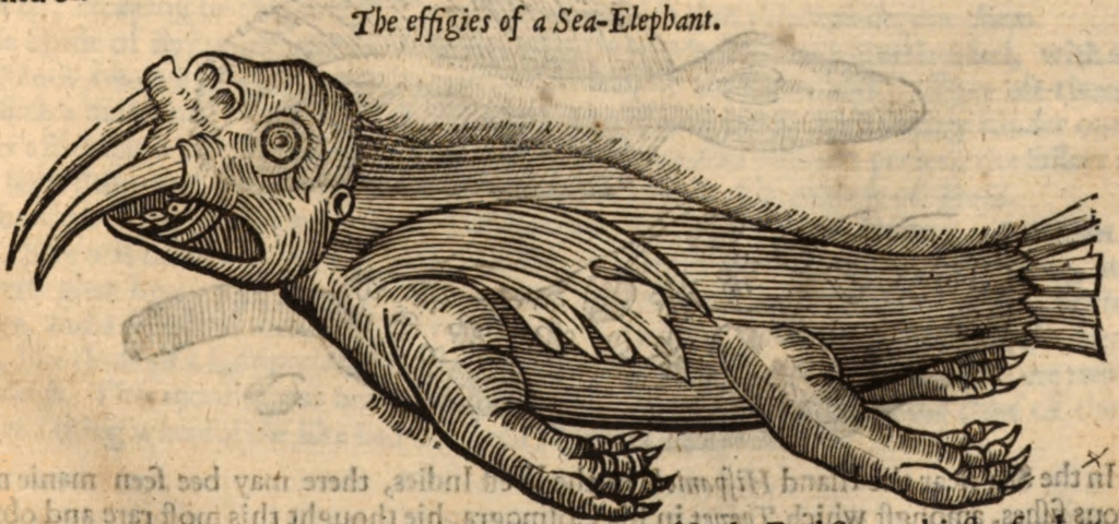 the "sea-elephant," which really looks like the head of a chimpanzee with high nostrils and walrus texts and the rest of its body is a fishes' body, but possibly furry.
