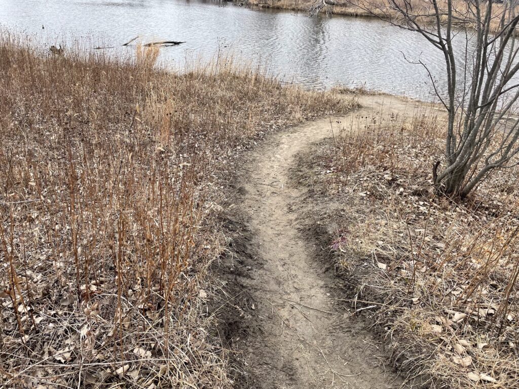 a path on a nature walk leading to a pond, with surrounding plant life thin and leafless for winter