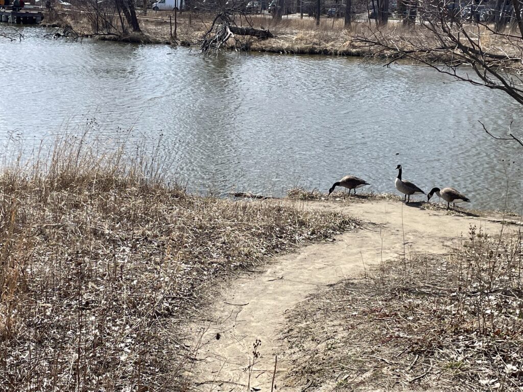 a path on a nature walk leading to a pond, with the plant life mostly leafless for winter but not completely dead yet, and three geese standing by the water