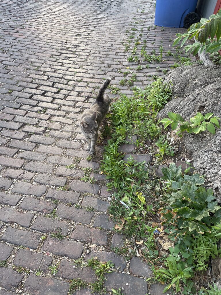 a gray well-groomed cat slinks through a brick city alley observing the weeds at the root of a tree